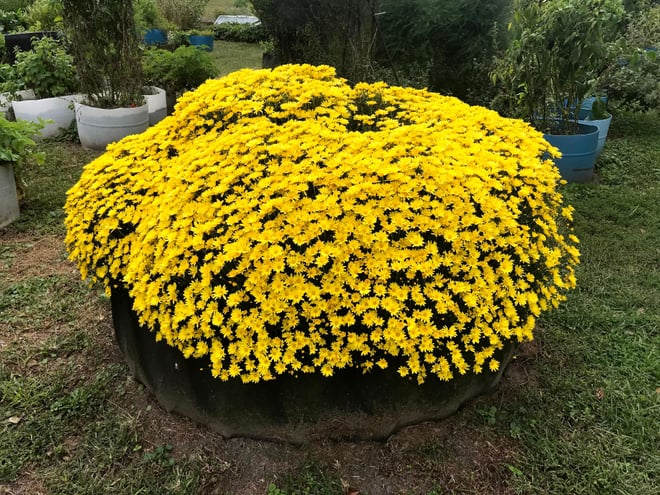 We found a variety of perennial mums by chance. These mums grew from a single plant left over from the previous year. We will further divide them all over our property for 2021. Mum flowers have medicinal purposes, and the flowers feed numerous insects and bees.