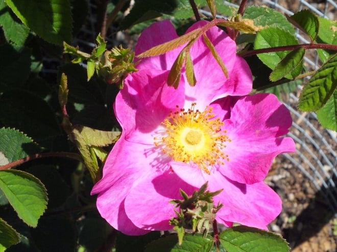 La Belle Sultane, gallica rose... photo by RosinaBloom on Garden Showcase