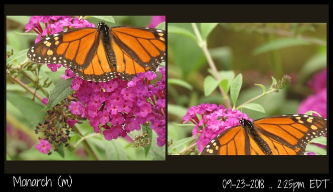So active -- only two photos of this Monarch ..
