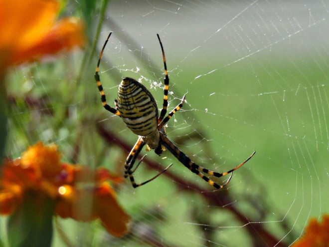 Argiope aurantia (Garden Spider) - a good predator to have in your garden .. she is a large gal. Enjoy checking on her Orb,  ...