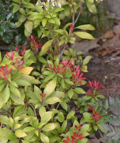 April 29th It rained over night but not nearly what we need to keep the plants happy.  Pieris japonica 'Mountain Fire' new foliage opens with red foliage turning to shiny green.