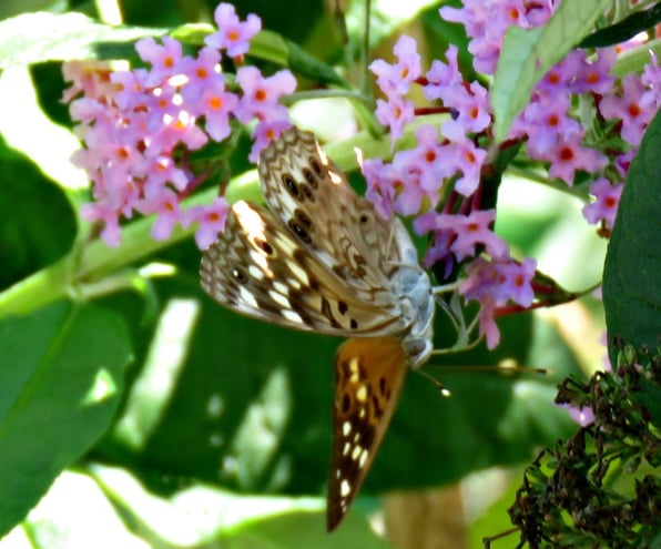 Hackberry Emperor butterfly on Buddleja