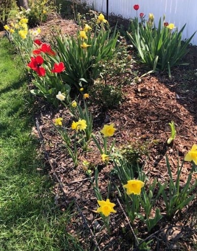 Mixed Flower Bed