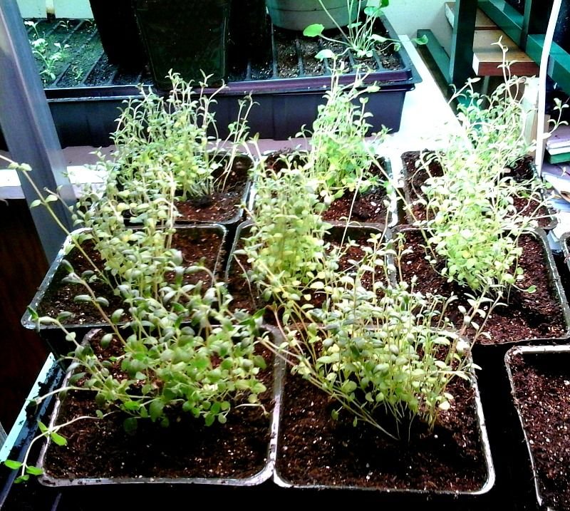 French Thyme seedlings photo by Lilithu on Garden Showcase