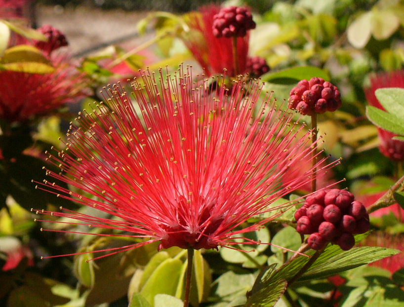 Powder Puff Plant photo by katysmom1 on Garden Showcase
