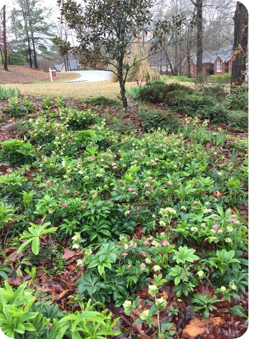 Lenten Rose photo by Connie51 on Garden Showcase