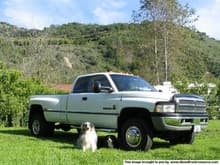 30746DOGS TRUCK