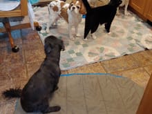 Mocha, Darla (passed), Charlie and Lenny with out cat Mr. Bill.