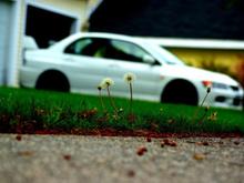 Spring Evo