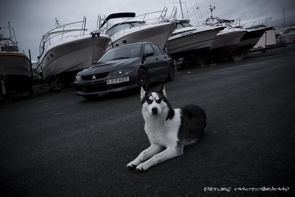 Evo [2 FAST] &amp; Panda 272 days old