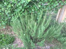 Rosemary