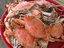 Fresh boiled crab's, all that's needed is cold beer!