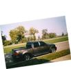 shdetree1