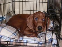 Junior when he was a little man!