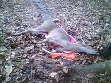 Shades SP Doe on sled