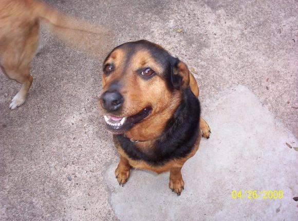 My Pup