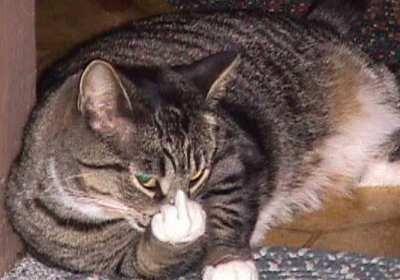 cat