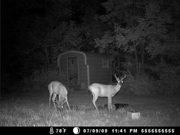 deer cam 038