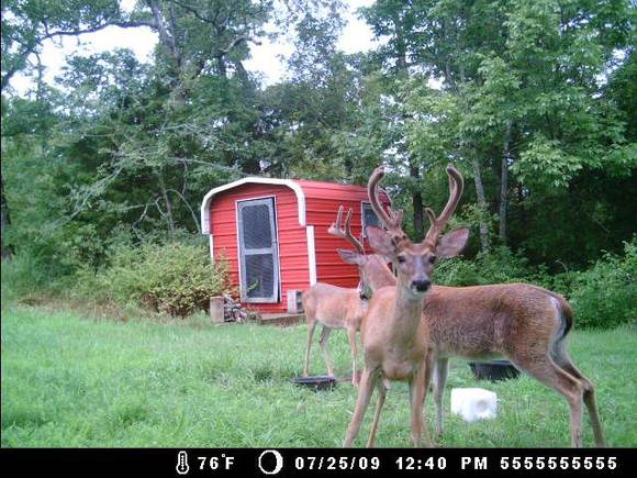pic 3 of group of bucks