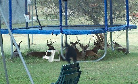 Trampoline anyone?