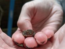 also, here's a baby toad we found on our back patio. Life's kinda suckin' right now, but this makes up for a lot.