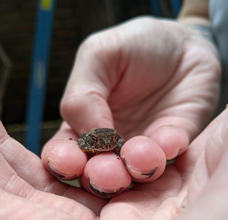 also, here's a baby toad we found on our back patio. Life's kinda suckin' right now, but this makes up for a lot.