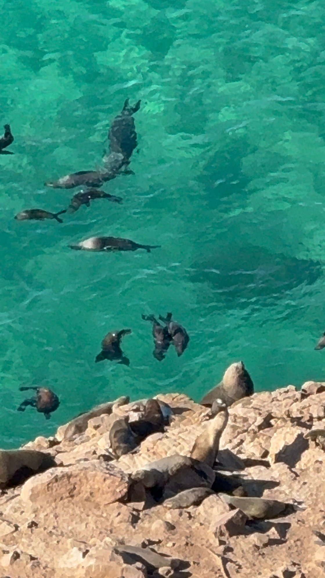 Seals! Loud, and smelly, even from far away.