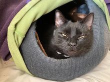 My snug-as-a-bug Kitty. 