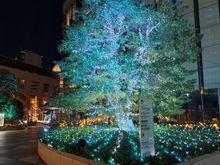 The illuminated trees at night beside old shimbashi station
