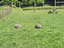 Guinea hens