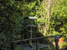 Bird feeding