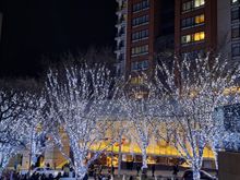 Illuminated trees by the Mori tower