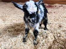 Meet Oreo, she is 3 days old. Zoomey is her mom. 