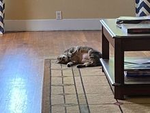 Vera showing some belly