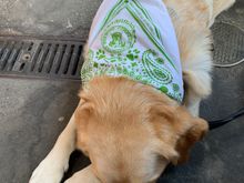 Buddy quickly got overwhelmed by an abundance of socializing