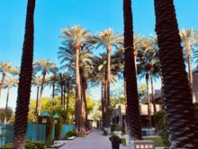Outdoor palm trees