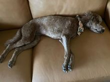 Apparently it was a rough morning at the puppy spa!