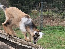 Here’s another photo tof Zoomie
I’ll ask her to send video