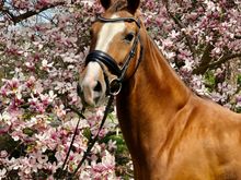 Daughter in laws mare having her first foal in two months