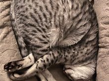 Anpu decided to cat pretzel.