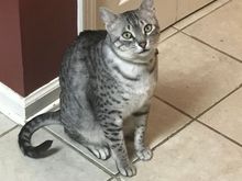 Anpu pleading with me to feed him dinner early.