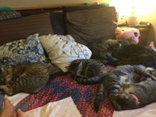 It was a wild Caturday at my house.