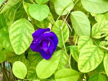  The multiple petals bunga terlang 
