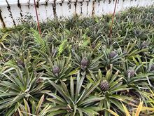 Awwww Little Pineapples