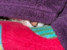 Where’s Anpu?