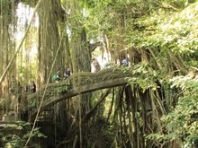 Monkey Forest Bridge