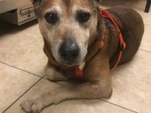 When his owner passed away