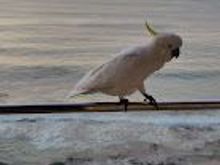 Cockatoo on a railing