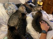 The babies are taking good care of my housemate while he heals from knee surgery.