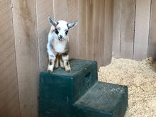 baby Nigerian drawf goat adopted by son and wife